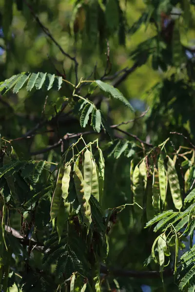 Silk Tree Green Leaves Many Seed Pods Branches Summer Albizia — ストック写真