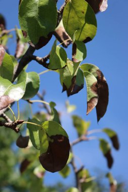 Brown spots on Pear tree green leaves on branches against blue sky on a sunny day. Pyrus tree with disease in the orchard