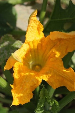 Close-up of bright yellow flower of zucchini plant growing in the vegetable garden on summer