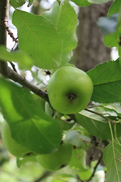 Close-up of green Granny Smith apples growing on branch on tree. Malus domestica