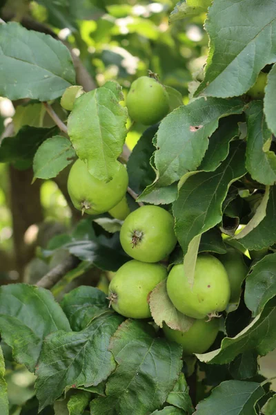 Close-up of green Granny Smith apples growing on branch on tree. Malus domestica