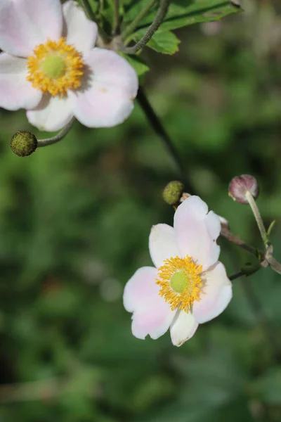 Close Pink Japanese Anemone Flowers Summer Anemone Japonica Bloom — Stock Photo, Image