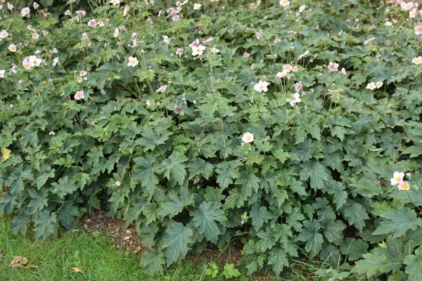 Many Pale Pink Japanese Anemone Flowers Flowerbed Summer Anemone Japonica — Zdjęcie stockowe