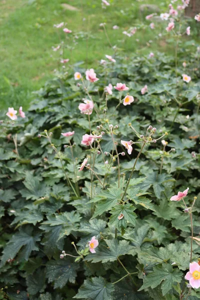 Many Pale Pink Japanese Anemone Flowers Flowerbed Summer Anemone Japonica — Stock Photo, Image