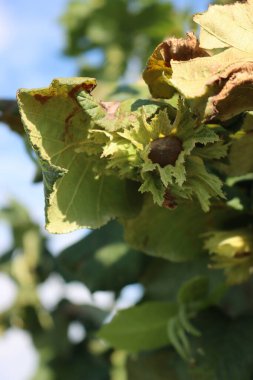 Yazın sonlarında dallarda yetişen olgun fındıklar. Corylus avellana ağacı