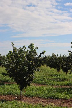 Yaz sonlarında İtalya 'nın kırsal kesimlerinde Hazel ağacı çiftliği. Güneşli bir günde Corylus Avellana ağaçları