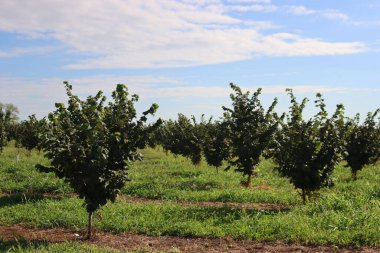 Yaz sonlarında İtalya 'nın kırsal kesimlerinde Hazel ağacı çiftliği. Güneşli bir günde Corylus Avellana ağaçları