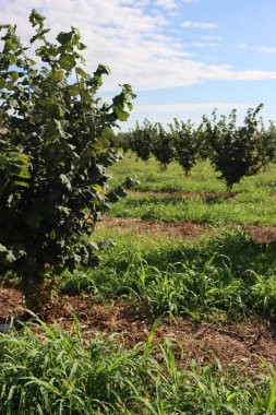 Yaz sonlarında İtalya 'nın kırsal kesimlerinde Hazel ağacı çiftliği. Güneşli bir günde Corylus Avellana ağaçları