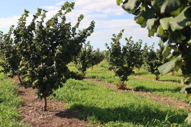 Yaz sonlarında İtalya 'nın kırsal kesimlerinde Hazel ağacı çiftliği. Güneşli bir günde Corylus Avellana ağaçları