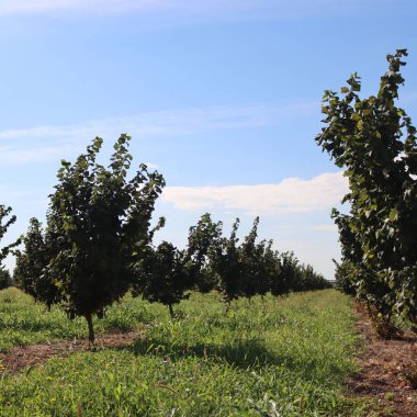 Yaz sonlarında İtalya 'nın kırsal kesimlerinde Hazel ağacı çiftliği. Güneşli bir günde Corylus Avellana ağaçları