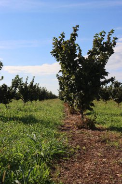 Yaz sonlarında İtalya 'nın kırsal kesimlerinde Hazel ağacı çiftliği. Güneşli bir günde Corylus Avellana ağaçları