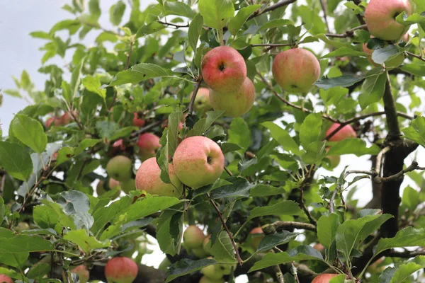 Ağaçta yetişen kırmızı ve yeşil Florina elmaları. Malus domestica