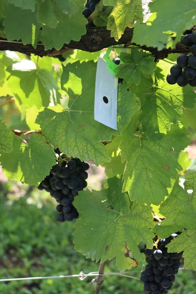 Cápsula Plástico Blanco Con Dispensador Confusión Feromona Viñedo Para Protección — Foto de Stock