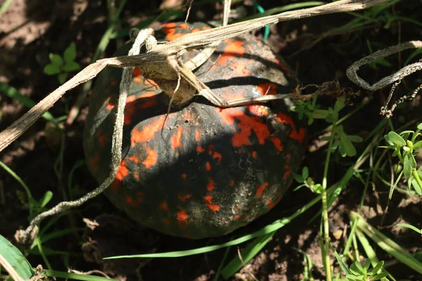 Hokkaido Orange Vert Pumkin Kuri Rouge Poussant Dans Potager Cucurbita — Photo