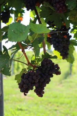 İtalya kırsalındaki Pinot Gris Vineyard 'ın detayları. Olgun Pinot gris üzümleri güneşli bir günde hasat etmeye hazır