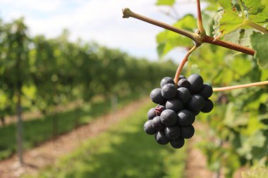 Güneşli bir yaz günü, üzüm bağındaki dalda toplanmaya hazır tek bir olgun Pinot gris üzümünün yakın çekimi.