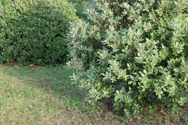 Deux Buissons Eleagnus Ebbingei Été Dans Jardin — Photo