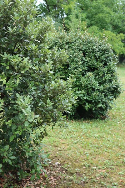 Deux Buissons Eleagnus Ebbingei Été Dans Jardin — Photo