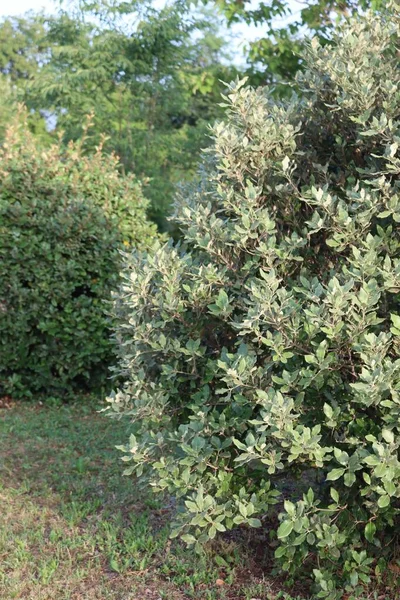 庭の夏に2つのElagnus Ebbingei茂み — ストック写真