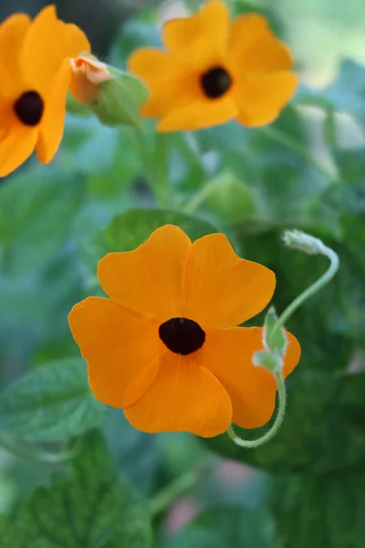 Zbliżenie Thunbergia Alata Thumbergia Wieloma Pomarańczowymi Kwiatami Gałęziach Latem Zakład — Zdjęcie stockowe