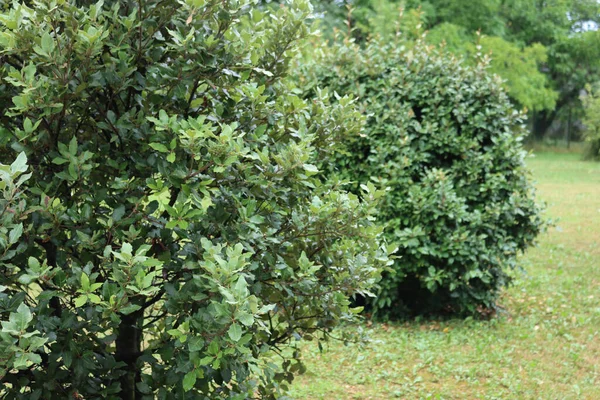 Dois Arbustos Eleagnus Ebbingei Verão Jardim — Fotografia de Stock