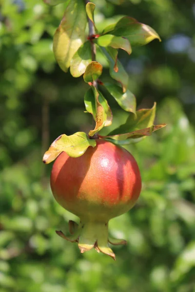 Fruta Romã Crescendo Ramo Jardim Final Verão Punica Granatum Árvore — Fotografia de Stock