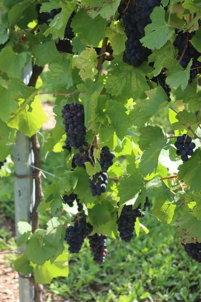 Détail Vignoble Pinot Gris Dans Campagne Italienne Raisins Mûrs Pinot — Photo