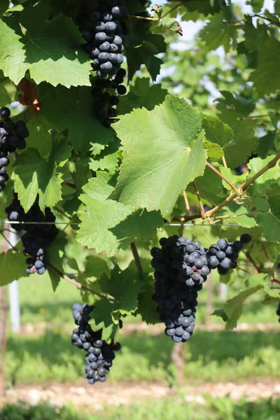 Détail Vignoble Pinot Gris Dans Campagne Italienne Raisins Mûrs Pinot — Photo