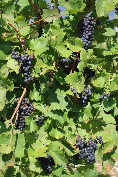 Talya Kırsalındaki Pinot Gris Vineyard Detayları Olgun Pinot Gris Üzümleri — Stok fotoğraf