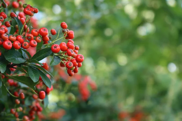 秋の枝に赤い果実を持つピラカンサやファイアソーンのヘッジと自然背景 — ストック写真