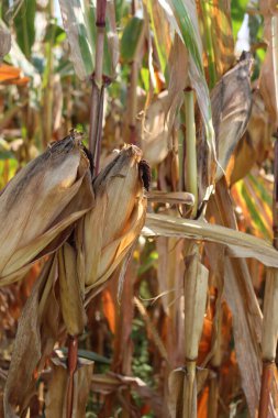 Olgun mısırlar, yazın sonlarında İtalya kırsalındaki tarlada ekilmeye hazır.