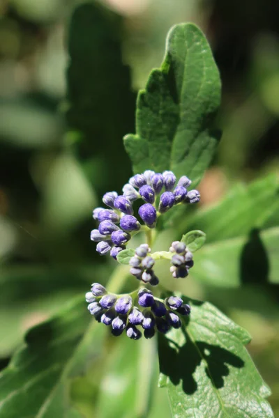 Zbliżenie Caryopteris Clandonensis Letni Sorbet Rozkwicie Niebieskie Kwiaty Roślinach Latem — Zdjęcie stockowe