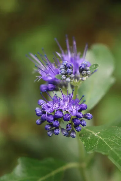 Close Caryopteris Clandonensis Summer Sorbet Bloom Blue Flowers Plant Summer — Stock Photo, Image