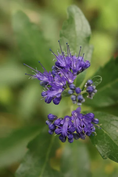 Zbliżenie Caryopteris Clandonensis Letni Sorbet Rozkwicie Niebieskie Kwiaty Roślinach Latem — Zdjęcie stockowe