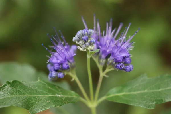 Primer Plano Caryopteris Clandonensis Sorbete Verano Flor Las Flores Azules — Foto de Stock