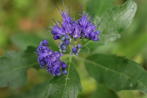 Zbliżenie Caryopteris Clandonensis Letni Sorbet Rozkwicie Niebieskie Kwiaty Roślinach Latem — Zdjęcie stockowe