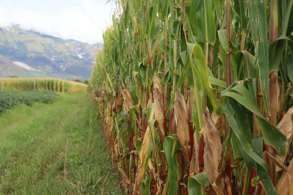 이탈리아 시골의 밭에서 자라는 옥수수 덩어리 — 스톡 사진