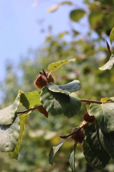 ヨーロッパや一般的なブナの木で 夏の終わりに乾燥した果実が熟しています ファガス シルヴァティカ — ストック写真