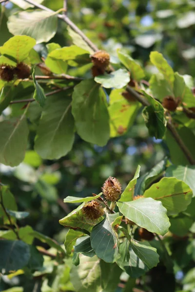 Faia Europeia Comum Com Frutos Secos Castanhos Espinhosos Final Temporada — Fotografia de Stock