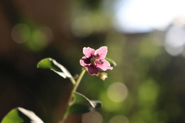 Flor Púrpura Wolfberry Goji Berry Contra Luz Del Sol Arbusto —  Fotos de Stock