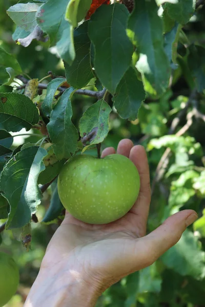 Close-up of female hand holding ripe green Granny Smith apple on tree branches on late summer