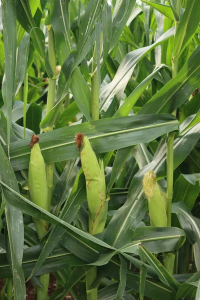 夏の終わりにイタリアの田舎のフィールドで植物に成長する熟していない緑のトウモロコシ — ストック写真