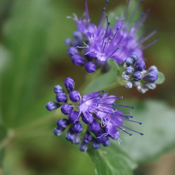 Close Caryopteris Clandonensis Summer Sorbet Bloom Blue Flowers Plant Summer — Stock Photo, Image