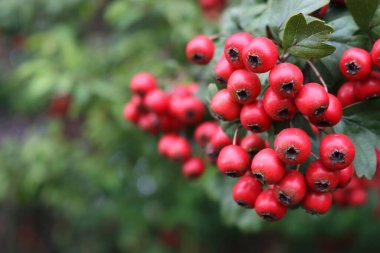 Dal üzerinde kırmızı Hawthorn böğürtlenleri olan doğal arka planlar ve kopyalama uzayı. Crataegus monogyna 