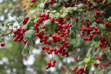 Bahar mevsiminin başlarında ağaçta birçok kırmızı Hawthorn meyvesi. Crataegus monogyna 