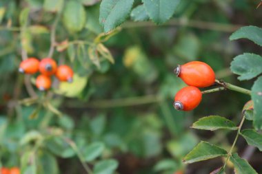 Fotokopi alanı olan kırmızı böğürtlenli doğal arkaplanlar. Rosa canina