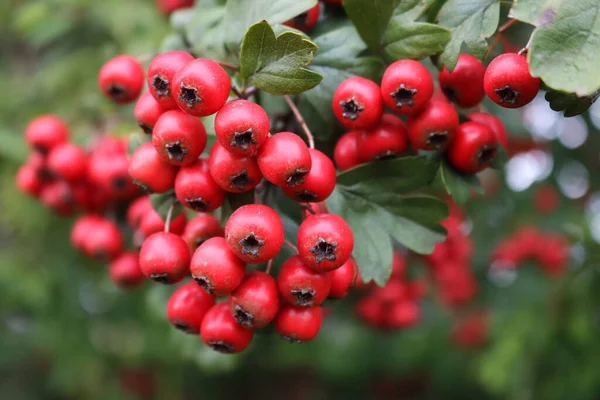 Gros Plan Des Baies Rouges Aubépine Commune Sur Branche Début — Photo