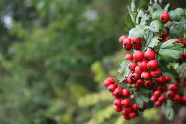 Dal Üzerinde Kırmızı Hawthorn Böğürtlenleri Olan Doğal Arka Planlar Kopyalama — Stok fotoğraf