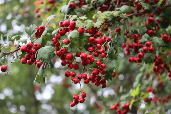 Bahar Mevsiminin Başlarında Ağaçta Birçok Kırmızı Hawthorn Meyvesi Crataegus Monogyna — Stok fotoğraf