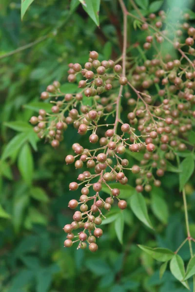 Detailní Záběr Keře Nandina Domestica Nezralými Bobulemi Nebeský Bambus Zahradě — Stock fotografie